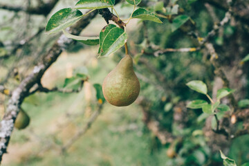 pear, birne, grün, bio, gesund, snack, Bauernhof, Demeter, ernten, 