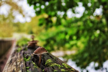 mushrooms on a tree