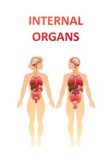 organs in the human body banner