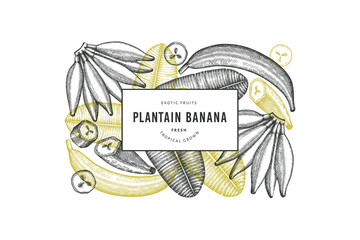 Hand drawn sketch style plantain banner. Organic fresh fruit vector illustration. Retro exotic banana fruit design template © lubovchipurko