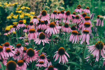 echinencea, Heilpflanze, herbs, healing, tea, tee, growing, green, Lila, pink, flower, garden, gardening, blooming, fresh, healthy, gesund, heilen, Pflanzenkunde