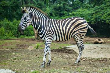 Fototapeta na wymiar Zebra, exotic animal with black and white stripe pattern.