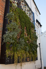 A hanging garden design in Henley on Thames in Oxfordshire in the UK