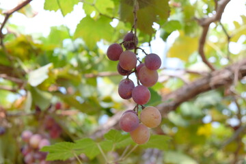 ブドウ・マスカット