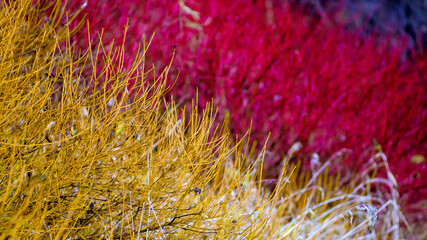 żółto złote, czerwono karmazynowe, niebiesko granatowe kępy krzewów 