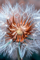 Dandelion seeds close up blowing in green background