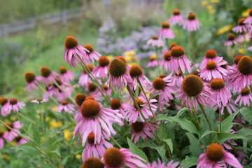 Fototapeta premium echinencea, Heilpflanze, herbs, healing, tea, tee, growing, green, Lila, pink, flower, garden, gardening, blooming, fresh, healthy, gesund, heilen, Pflanzenkunde