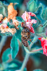 Beautiful Crab spider feasting on bee. Macro photo