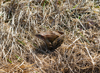 frog on the ground