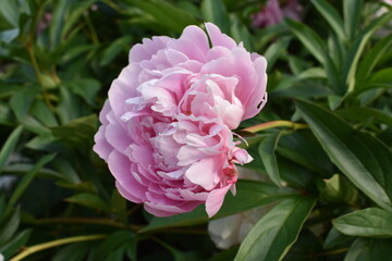 Pink peony flowers