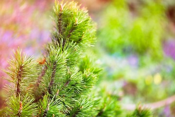 close up of pine needles