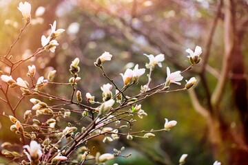 magnolia flower in spring