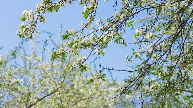 Spring or summer clear sunny blue sky with soft morning sunlight and natural bokeh of defocused blooming with white delicate flowers branches of fruit trees growing outdoors. Abstract 4k background