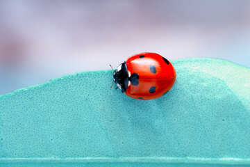 Extreme macro shots, Beautiful ladybug on flower leaf defocused background. © blackdiamond67
