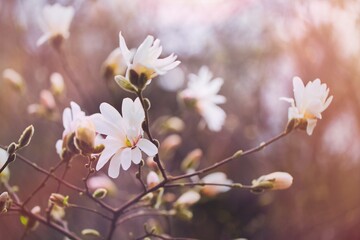 magnolia flower in spring