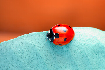 Extreme macro shots, Beautiful ladybug on flower leaf defocused background.