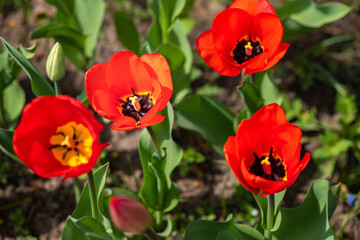 Nice color tulip flowers after the spring rain nature flora macro photo with empty space for text