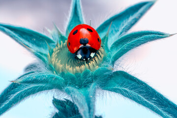 Extreme macro shots, Beautiful ladybug on flower leaf defocused background.