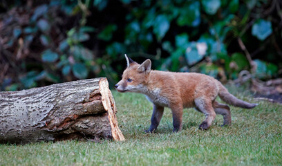 Fox cub exploring the garden