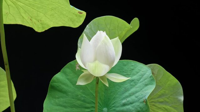 4K time Lapse zoom in footage of blooming white lotus flower from bud to full blossom isolated on black background, close up b roll shot side view.