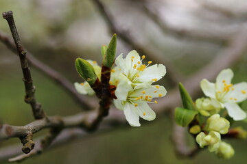 close up of cherry blossoms on twig