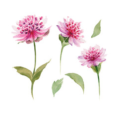 Pink astrantia major on white background isolated. Nice flower watercolor hand drawn set. Purple flowers, green leaves, cute buds for your natural design.