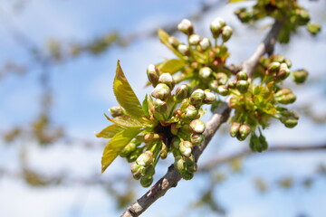 unblown cherry blossoms in spring