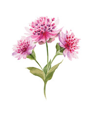 Pink watercolor astrantia major on white background isolated. Lovely hand drawn flower. Purple flowers, green leaves, cute buds for your natural spring design.