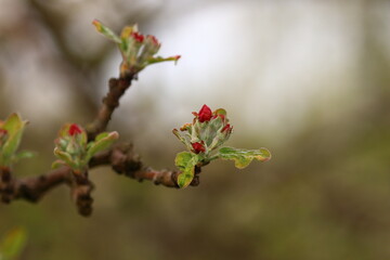 close of fruit blossoms on twig