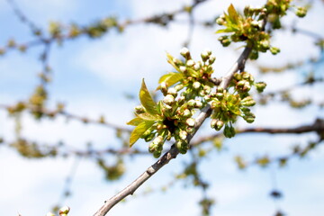 unblown cherry blossoms in spring