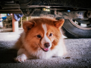 Old mixed breed Pomeranian pet dog hiding in the shade..  