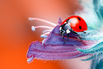 Extreme macro shots, Beautiful ladybug on flower leaf defocused background.