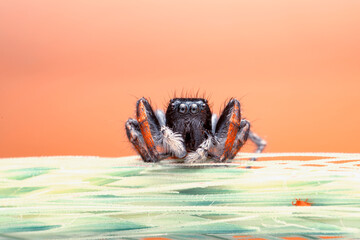 Close up  beautiful jumping spider  
