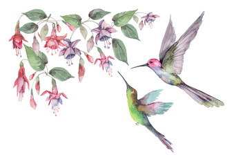 Fototapety  Zestaw ptaka kolibra w locie z rozpostartymi skrzydłami, różowymi kwiatami fuksji i pąkami z zielonymi liśćmi. Akwarela do projektowania kart, zaproszeń, druku, tła, okładki, banera.