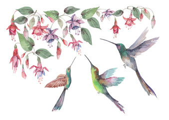 Obraz premium Set of small birds hummingbirds in flight with spread wings, pink fuchsia flowers and buds with green leaves. Watercolor for design of cards, invitations, print, background, cover, banner.