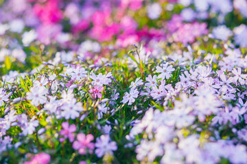 Obraz premium Pink phlox subulata. background of flowers phlox subulata.