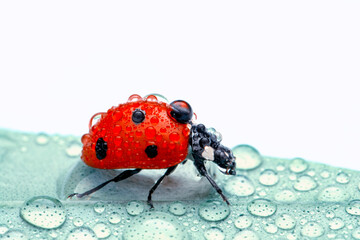 Extreme macro shots, Beautiful ladybug on flower leaf defocused background.