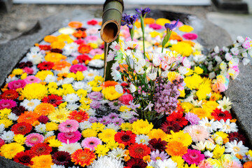 Floating florals in the Water basin at Syounai Shrine in Tsuruoka, Yamagata, Japan