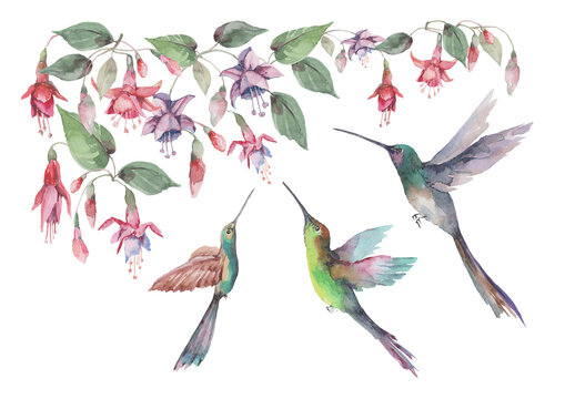    Set of small birds hummingbirds in flight with spread wings, pink fuchsia flowers and buds with green leaves. Watercolor for design of cards, invitations, print, background, cover, banner.