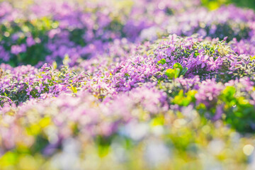 Obraz premium Pink phlox subulata. background of flowers phlox subulata.