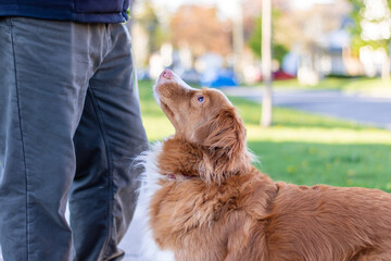 Selective focus of a Nova Scotia Duck Tolling Retriever begging for a treat from his male owner. Bokeh background.