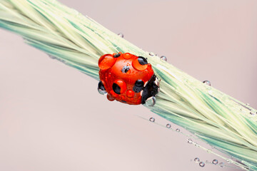 Extreme macro shots, Beautiful ladybug on flower leaf defocused background.