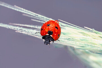 Extreme macro shots, Beautiful ladybug on flower leaf defocused background.