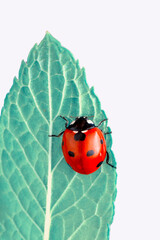 Extreme macro shots, Beautiful ladybug on flower leaf defocused background.