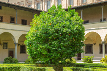  Orange Tree inside Basilica of San Lorenzo Garden in Firenze, Italy