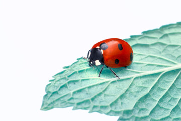 Extreme macro shots, Beautiful ladybug on flower leaf defocused background.