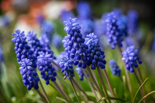 Nice blue spring flowers at sunny day nature macro photography