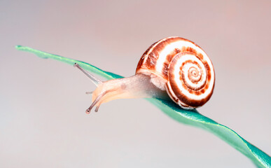 Close up  beautiful Snail in the garden