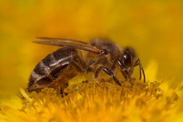 close up of bee gathering pollen on yellow dandelion flower