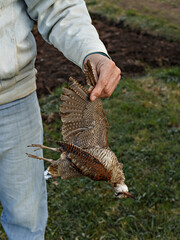 Man holds wild bird by wing in motley color. Hunter mining